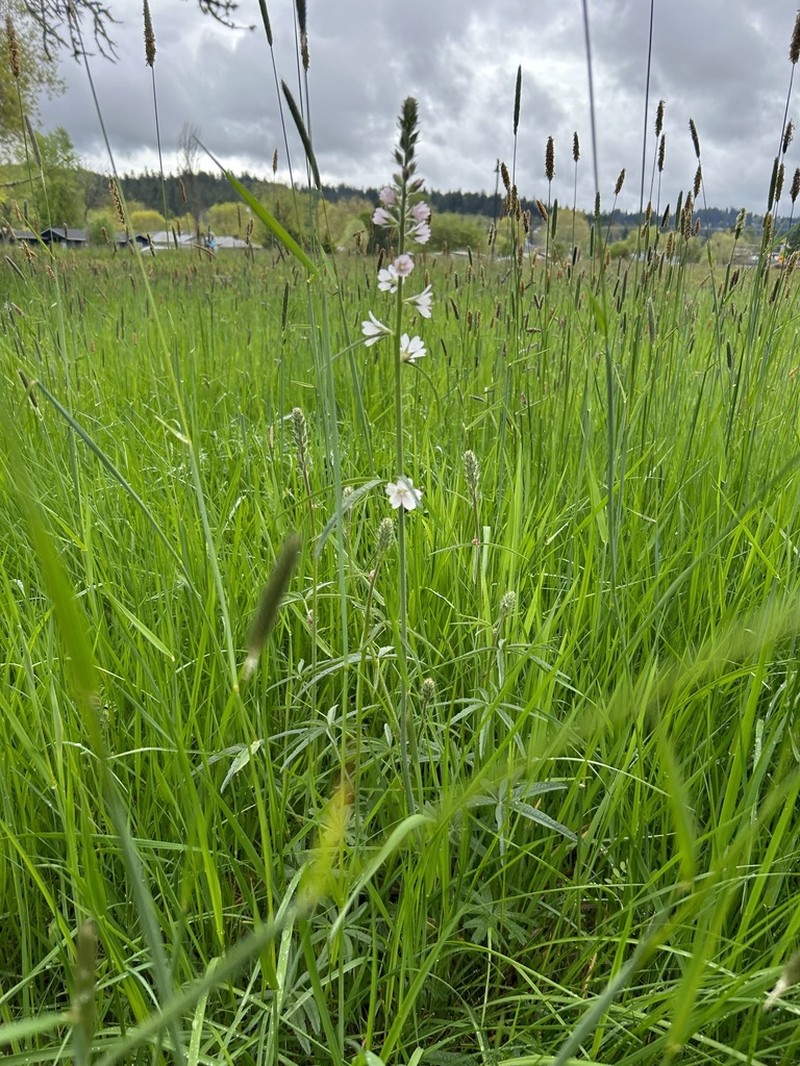 Meadow Checkerbloom photo 2