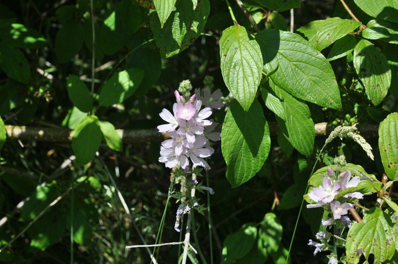 Meadow Checkerbloom photo 3