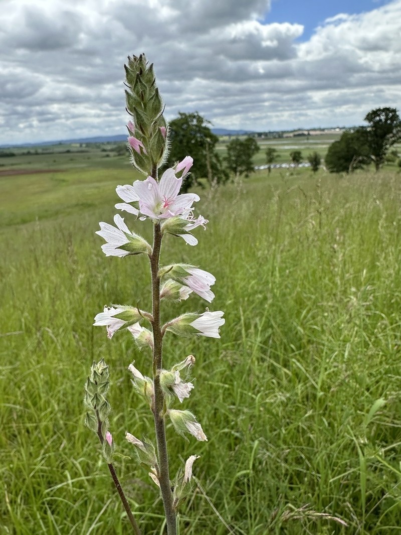 Meadow Checkerbloom photo 4