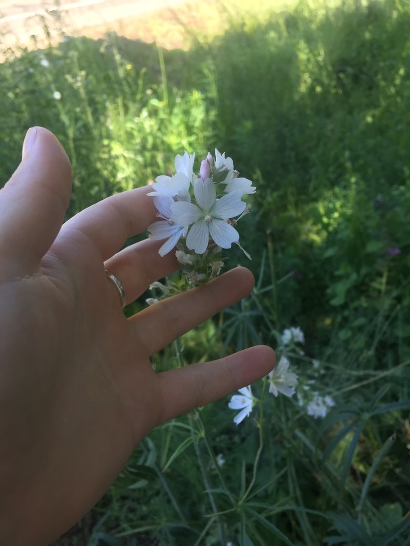 Meadow Checkerbloom photo 5