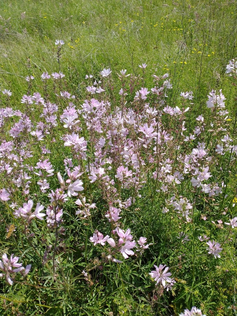 Meadow Checkerbloom photo 6