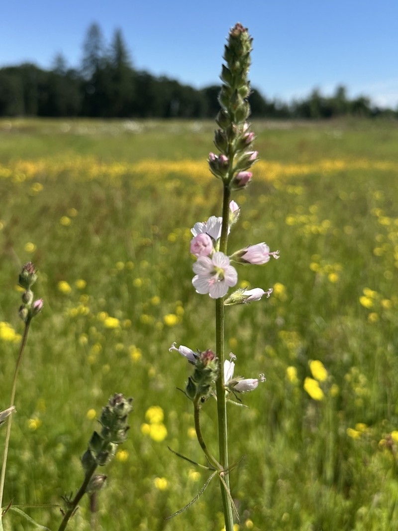 Meadow Checkerbloom photo 7