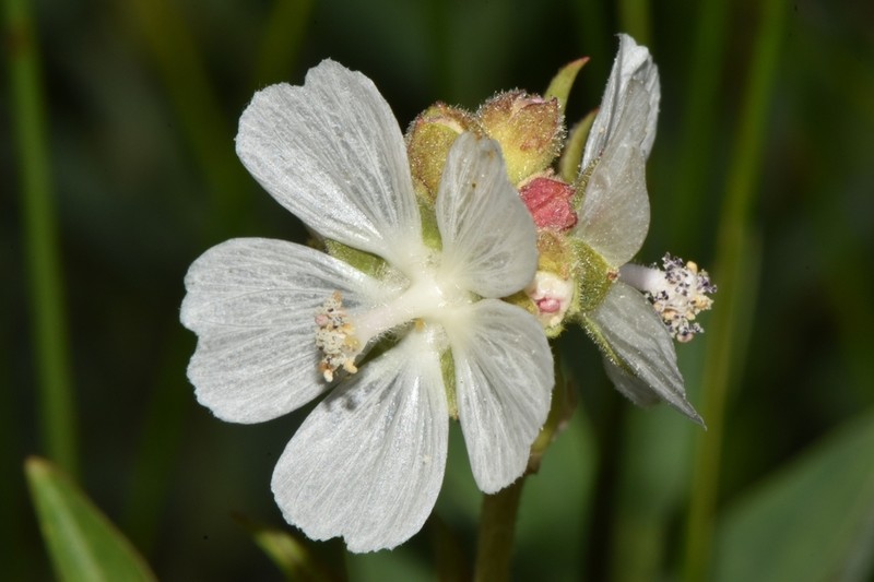 White Checkerbloom photo 2