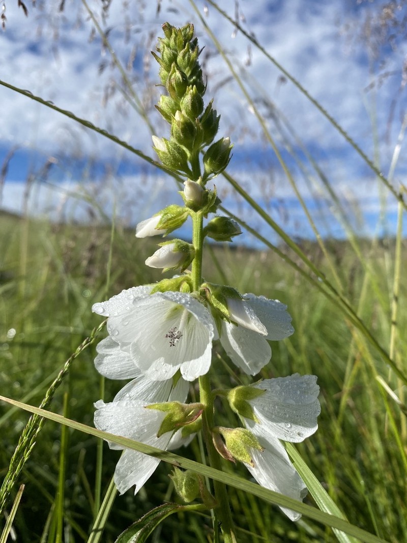 White Checkerbloom photo 3
