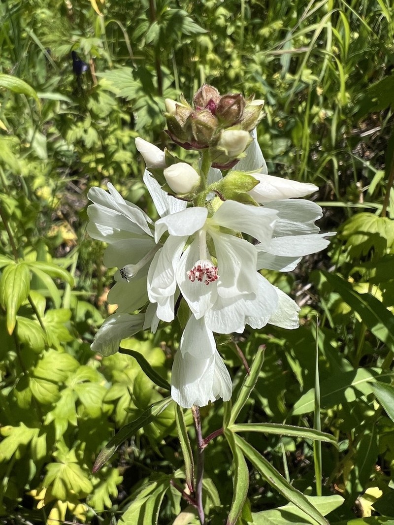 White Checkerbloom photo 5