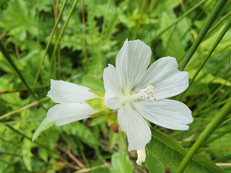 White Checkerbloom photo 6