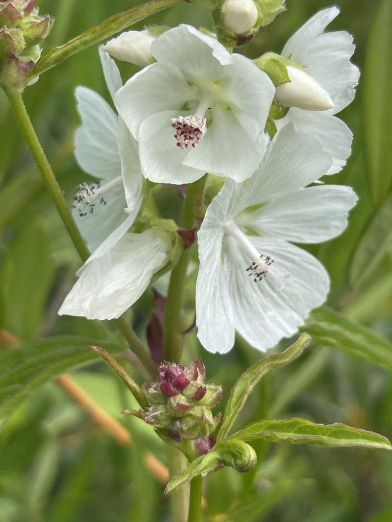 White Checkerbloom photo 7
