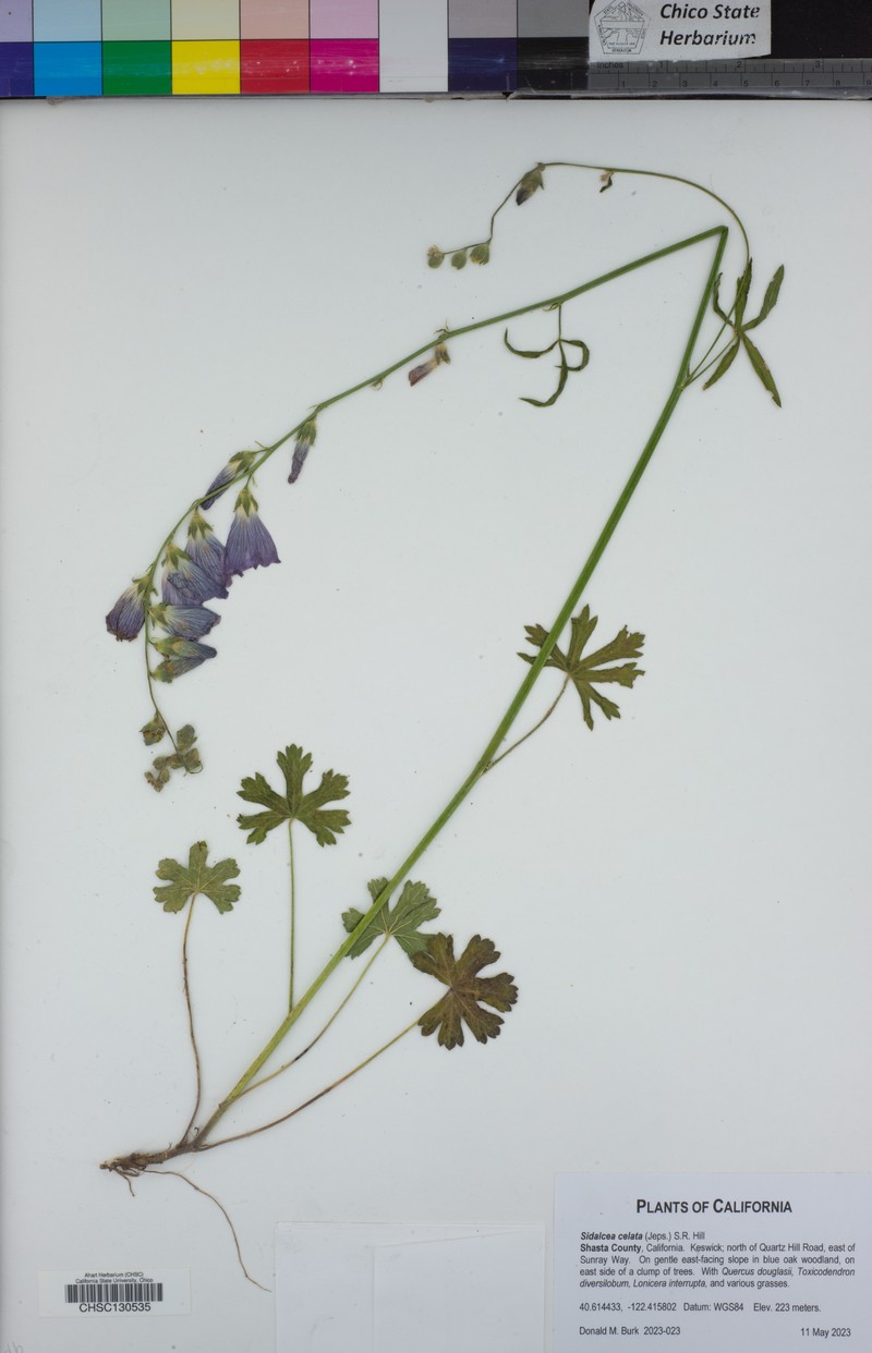 Dwarf Checkerbloom
