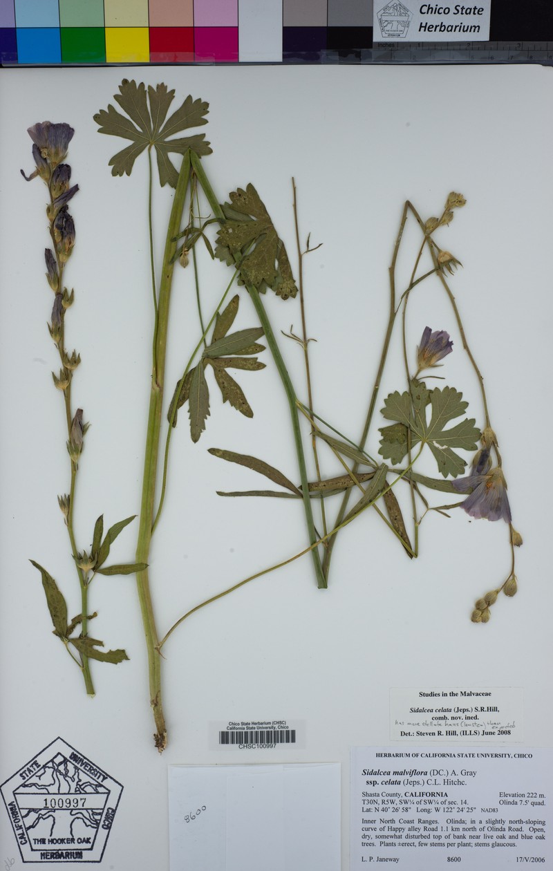 Dwarf Checkerbloom photo 3
