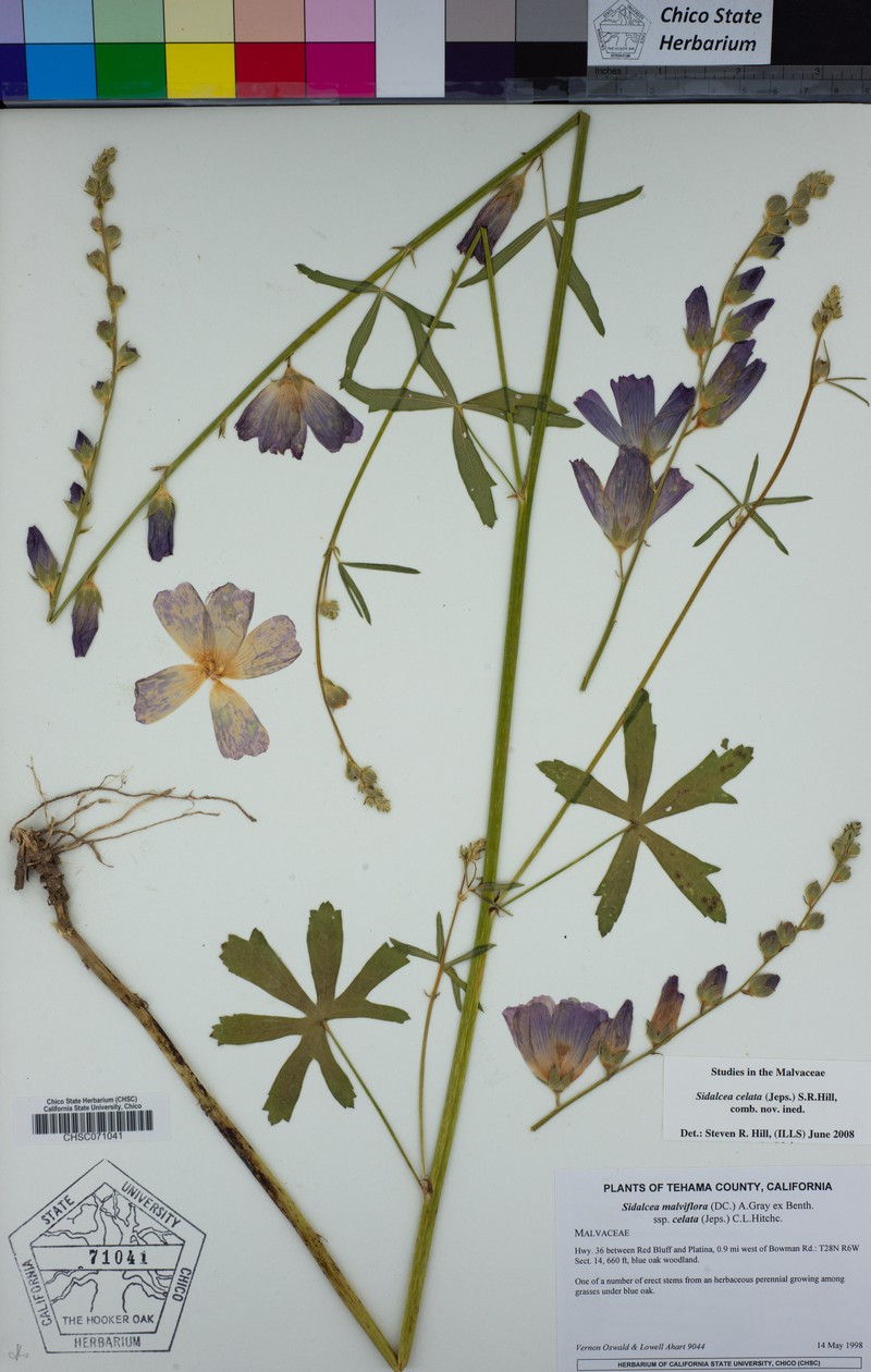 Dwarf Checkerbloom photo 4