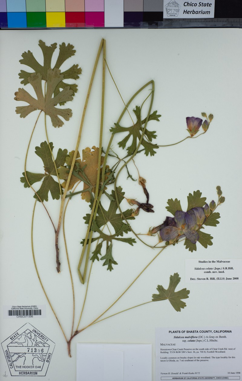 Dwarf Checkerbloom photo 5