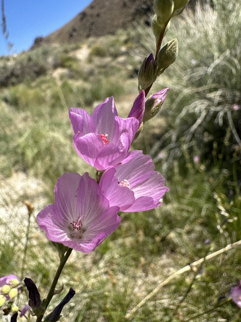 Owens Valley Sidalcea photo 3