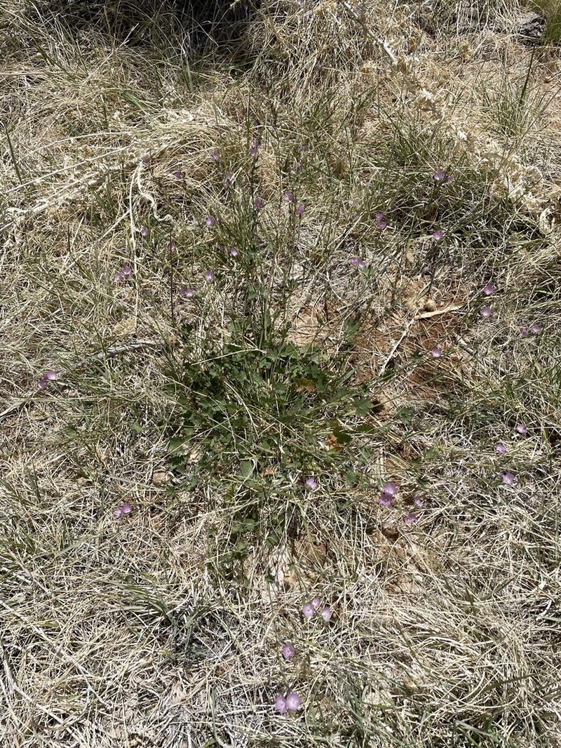 Owens Valley Sidalcea photo 4
