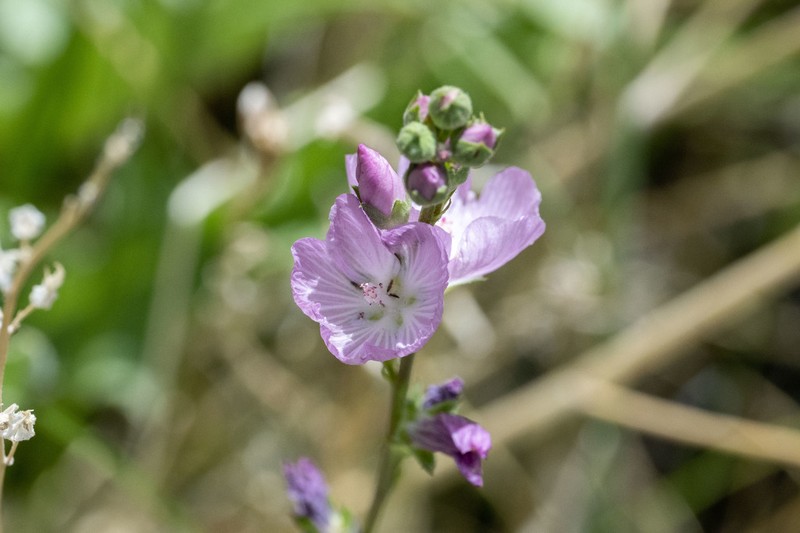 Owens Valley Sidalcea photo 5