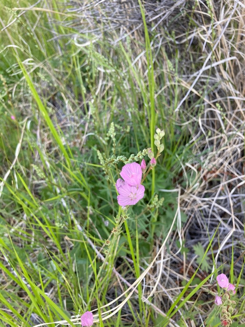 Owens Valley Sidalcea photo 6