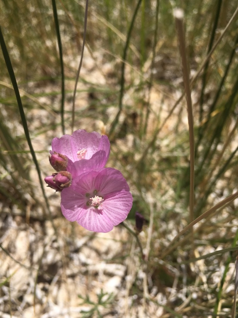 Owens Valley Sidalcea photo 7