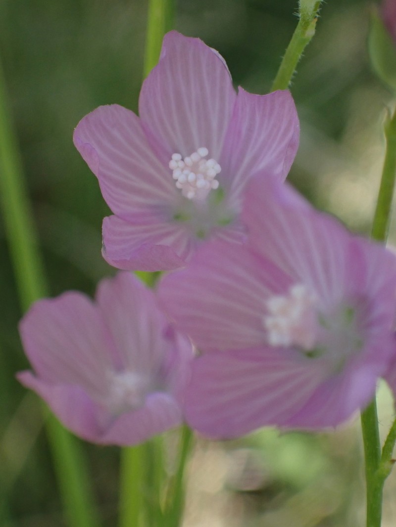 Owens Valley Sidalcea photo 8