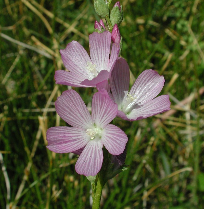 Owens Valley Sidalcea