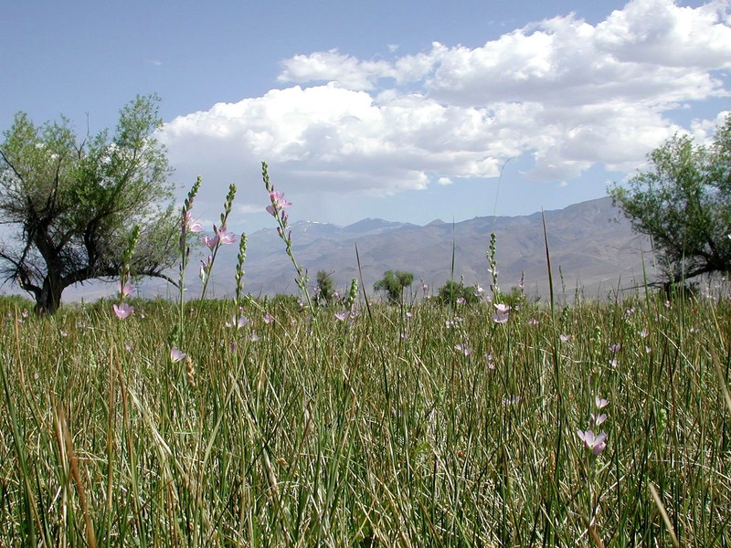 Owens Valley Sidalcea photo 2