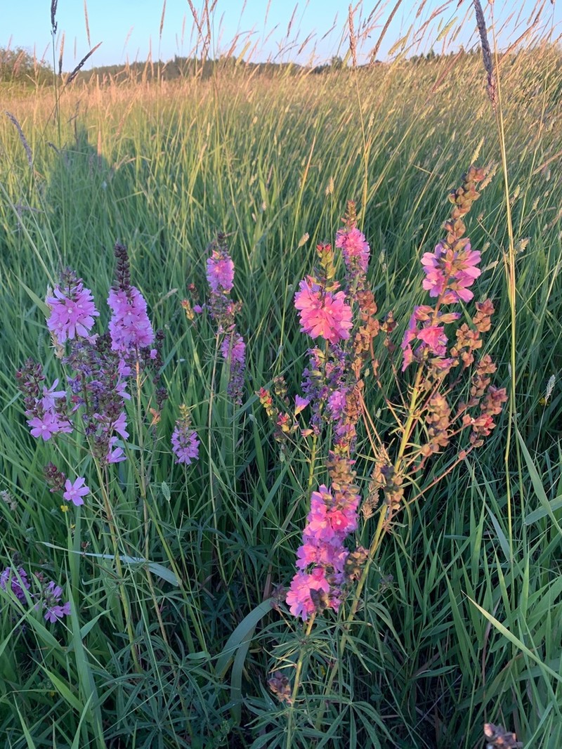Cusick's Checkerbloom photo 3