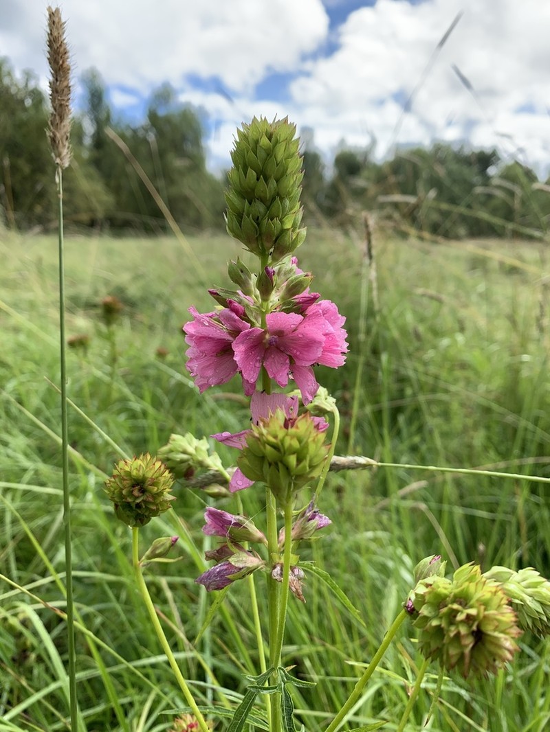 Cusick's Checkerbloom photo 4