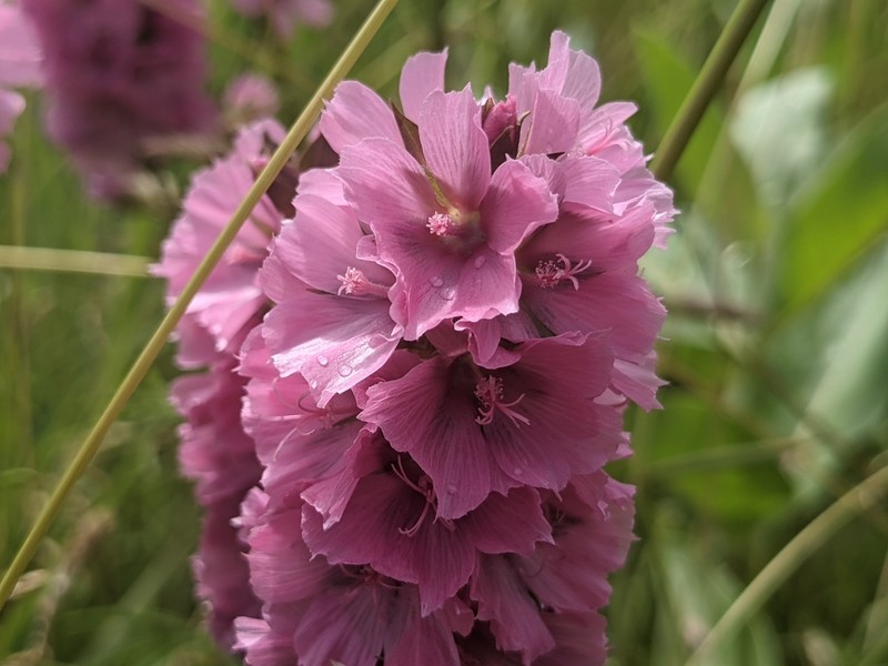 Cusick's Checkerbloom photo 5