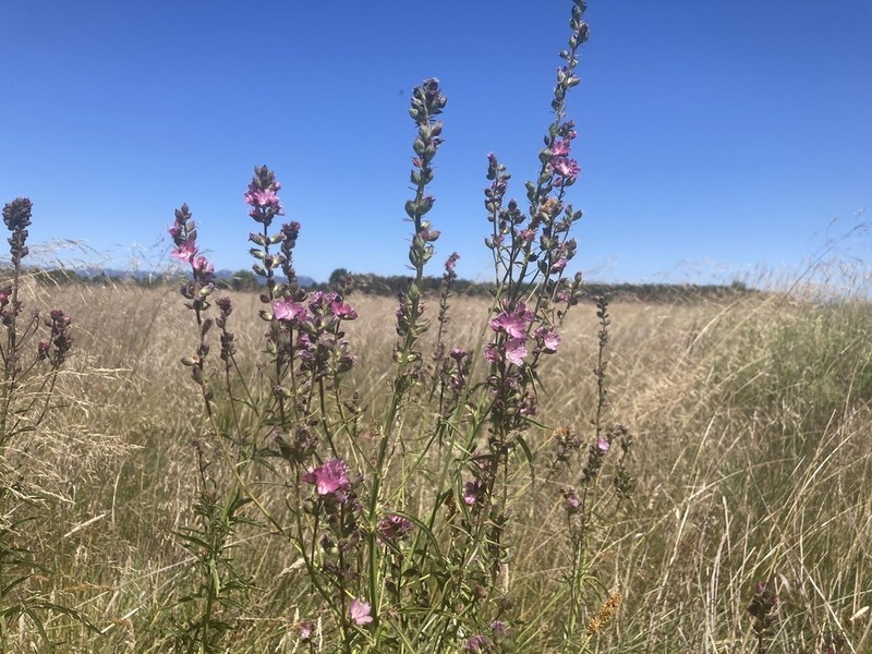 Cusick's Checkerbloom photo 6