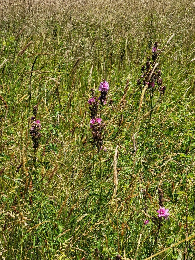 Cusick's Checkerbloom photo 7