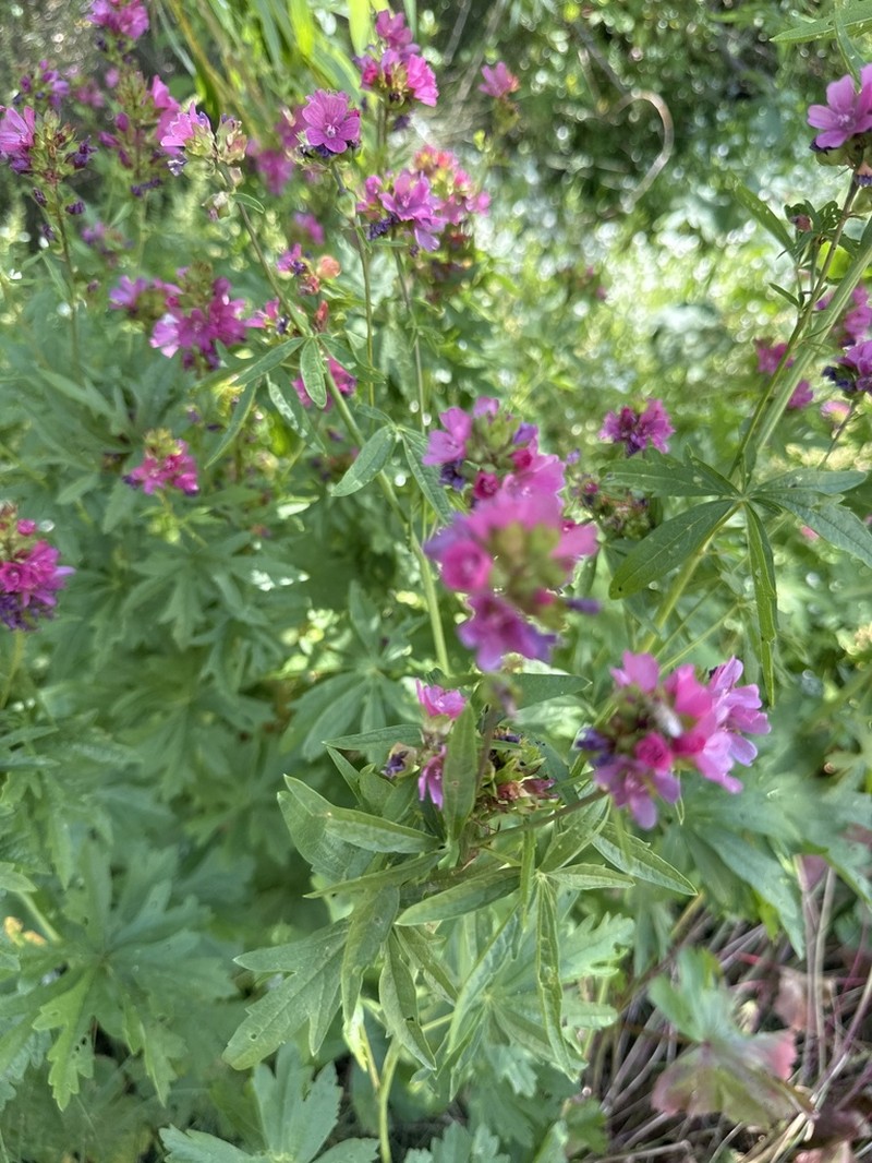 Cusick's Checkerbloom photo 8