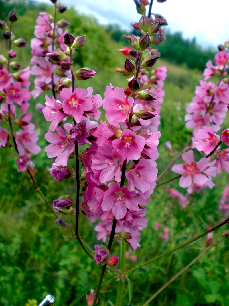 Cusick's Checkerbloom