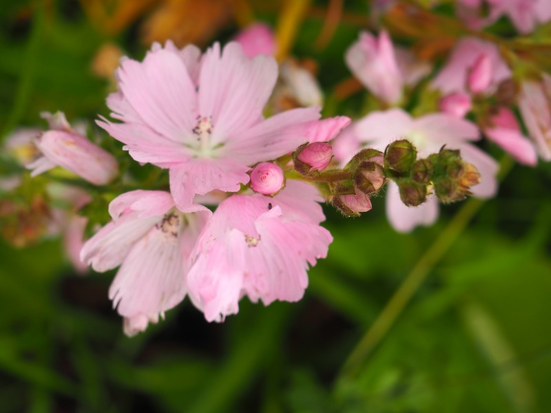 Cusick's Checkerbloom photo 2