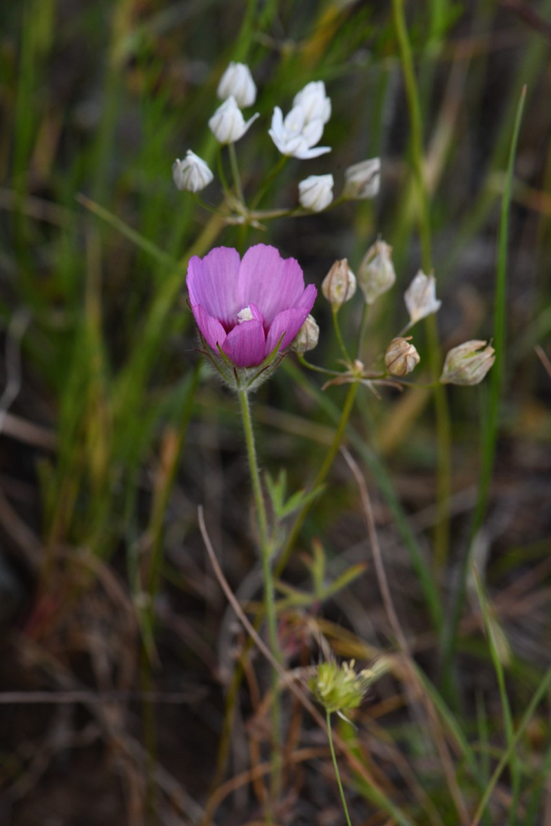 Fringed Checkerbloom photo 2