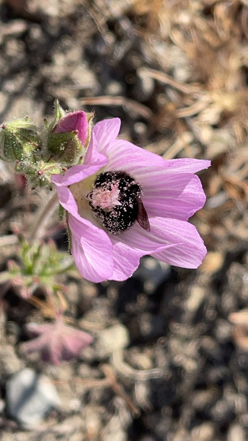 Fringed Checkerbloom photo 3