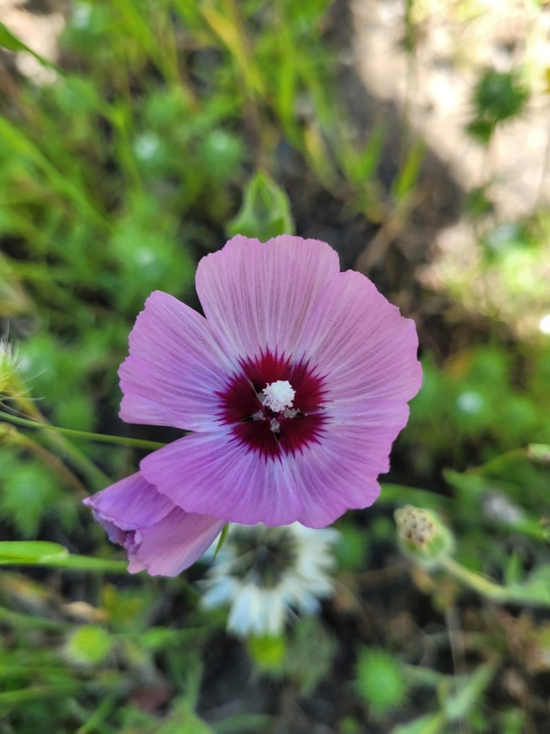 Fringed Checkerbloom photo 4