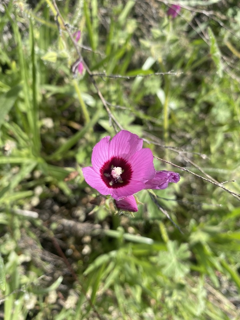 Fringed Checkerbloom photo 5