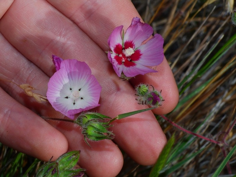 Fringed Checkerbloom photo 6