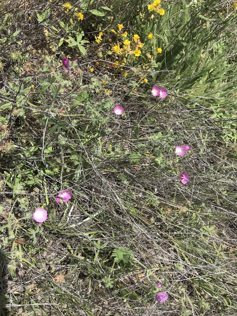 Fringed Checkerbloom photo 7