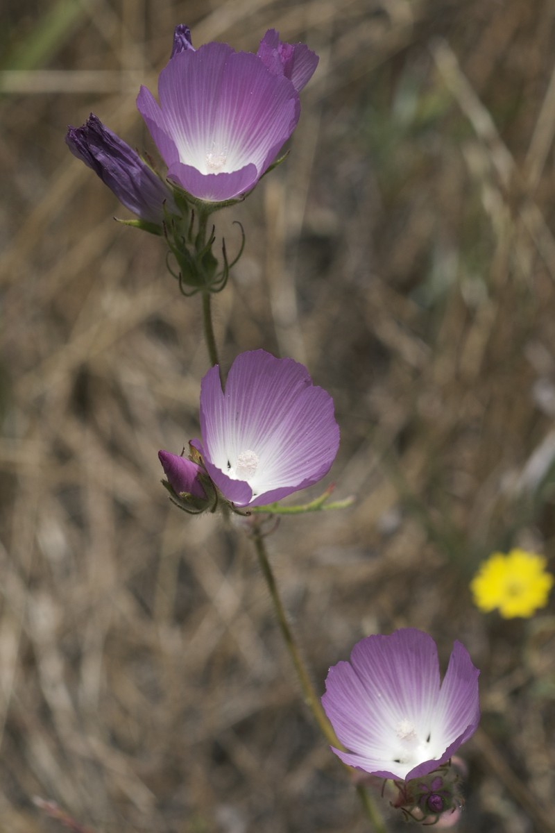 Fringed Checkerbloom