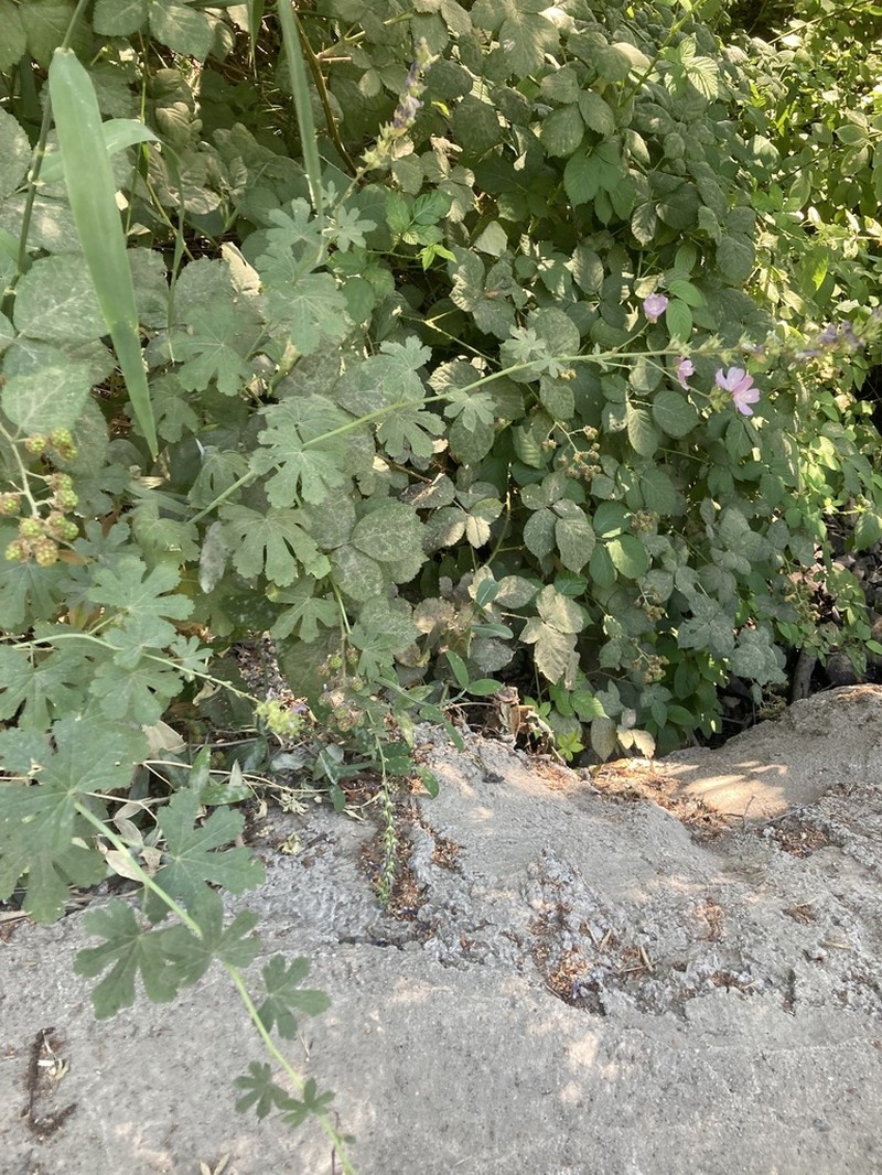Giant Checkerbloom