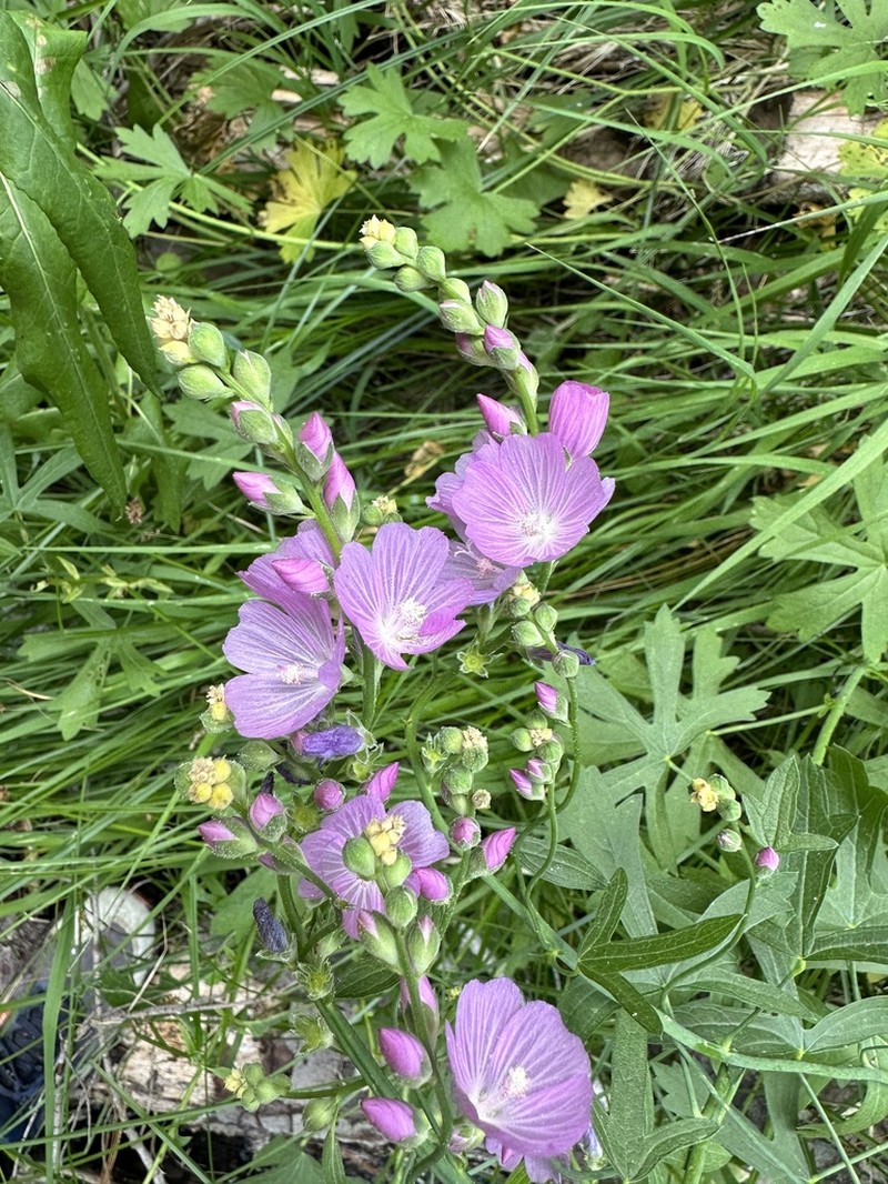 Giant Checkerbloom photo 2