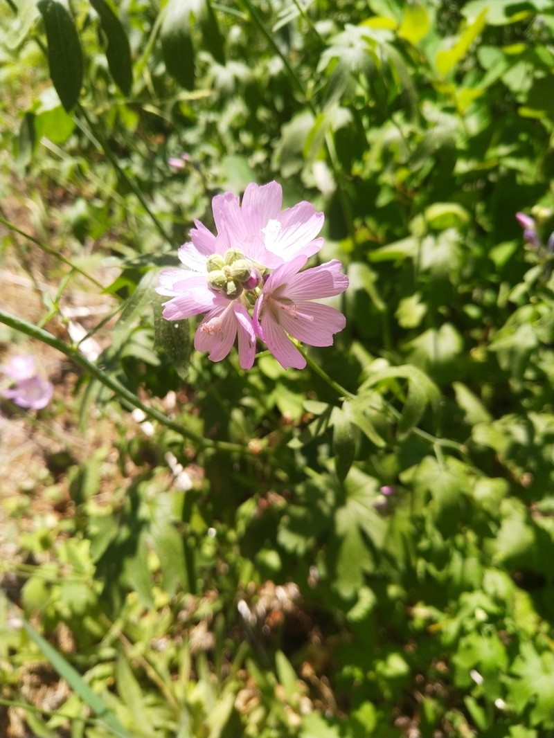 Giant Checkerbloom photo 3