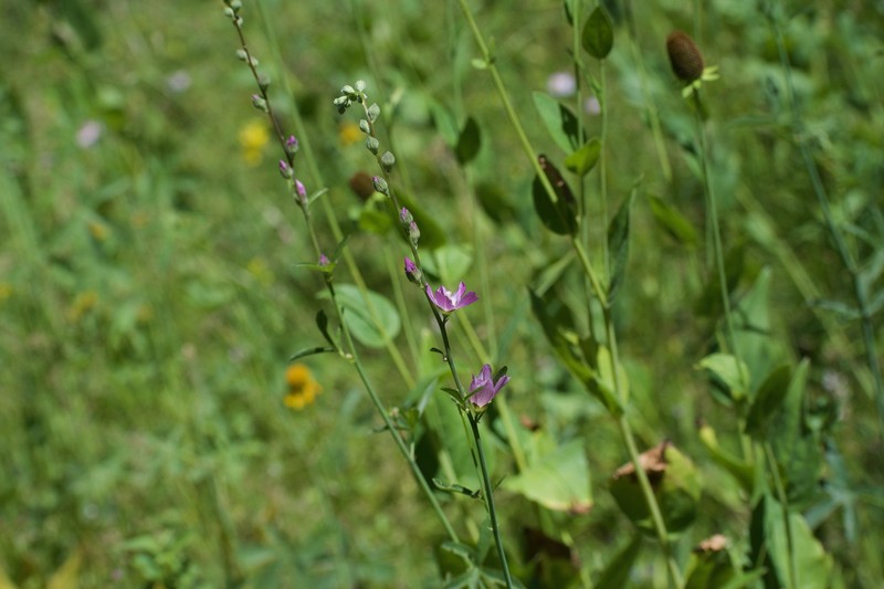 Giant Checkerbloom photo 7