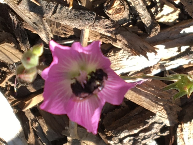 Waxy Checkerbloom photo 2