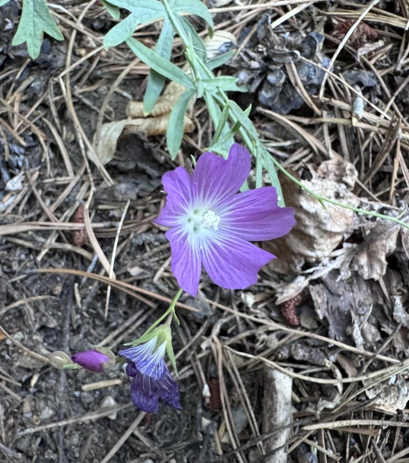 Waxy Checkerbloom photo 3