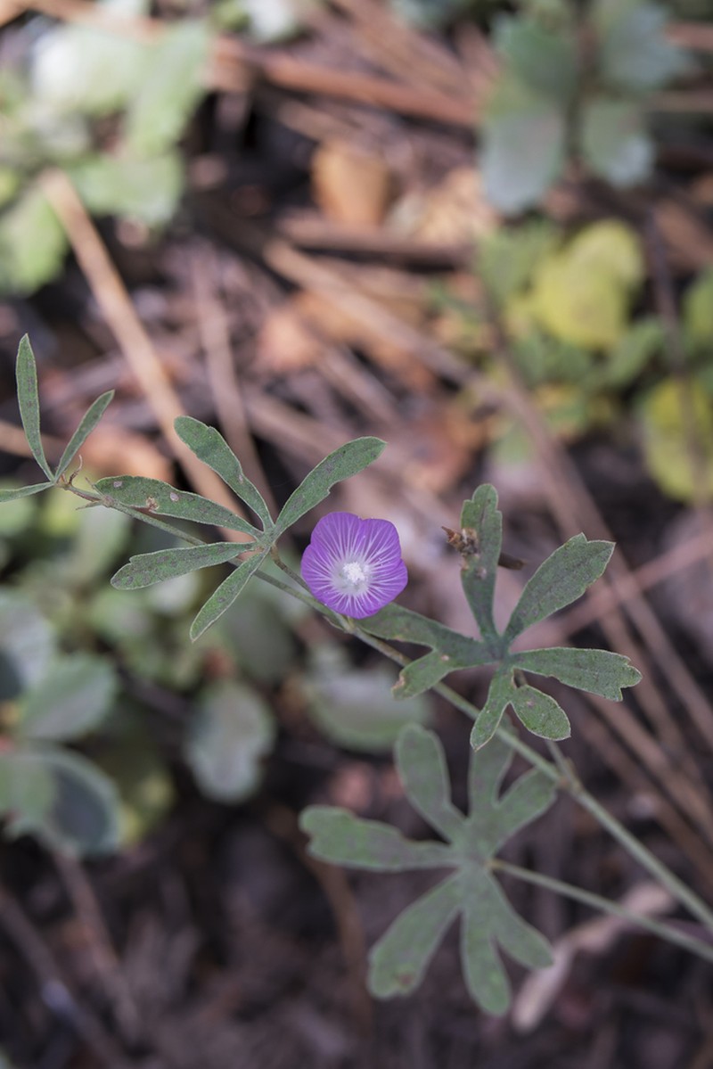 Waxy Checkerbloom photo 4