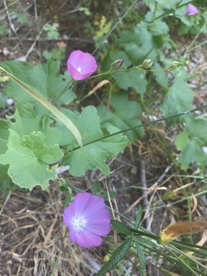 Waxy Checkerbloom photo 5