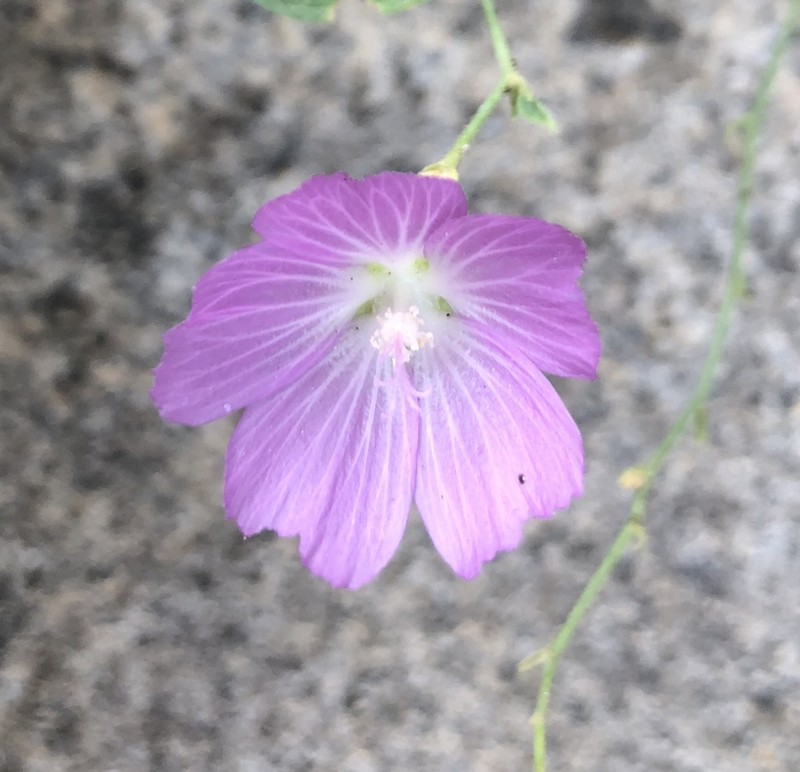 Waxy Checkerbloom photo 6
