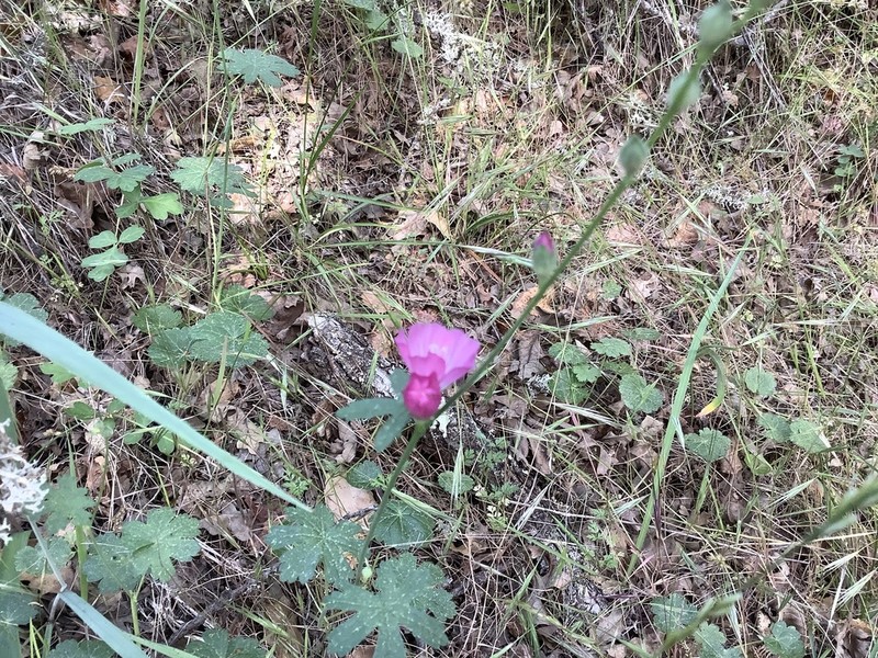 Waxy Checkerbloom photo 7
