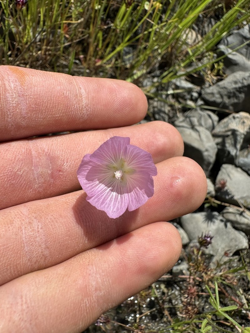 Valley Checkerbloom