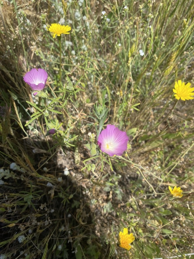Valley Checkerbloom photo 2